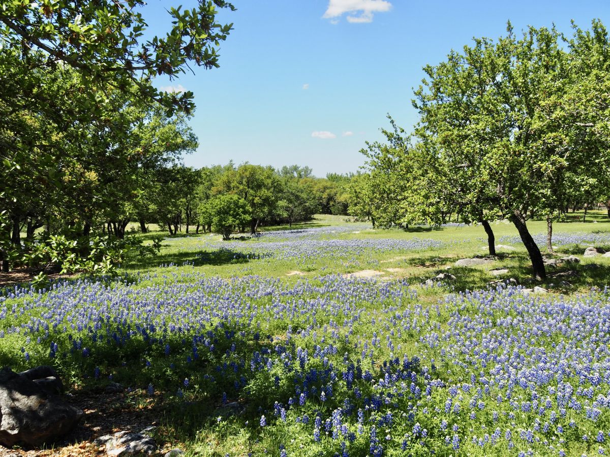 Field of Bluebonnets