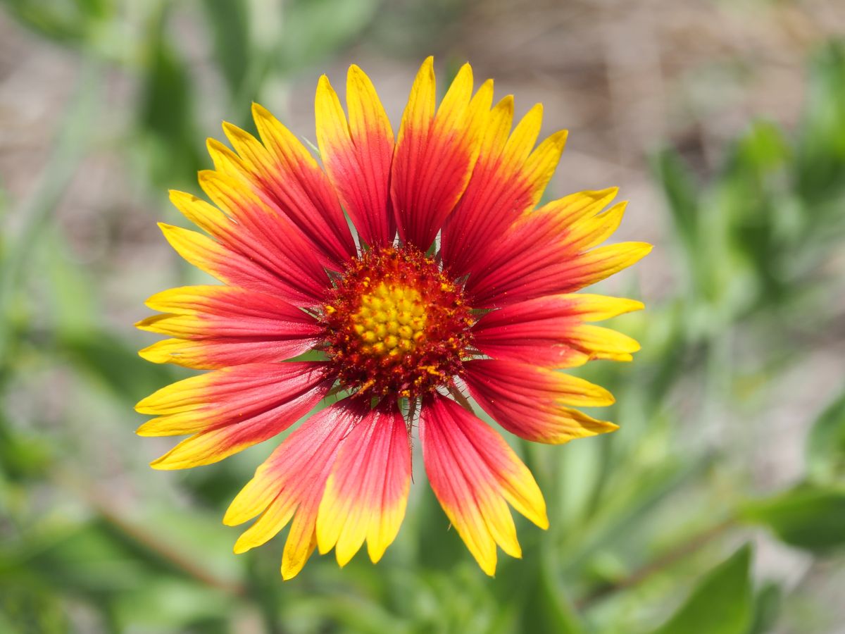 Indian Blanket