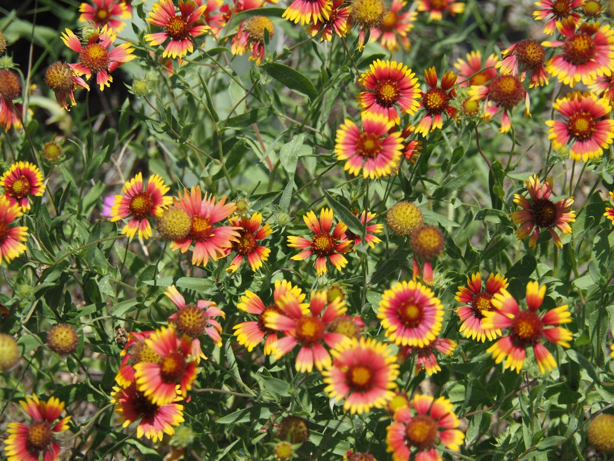 Indian Blanket