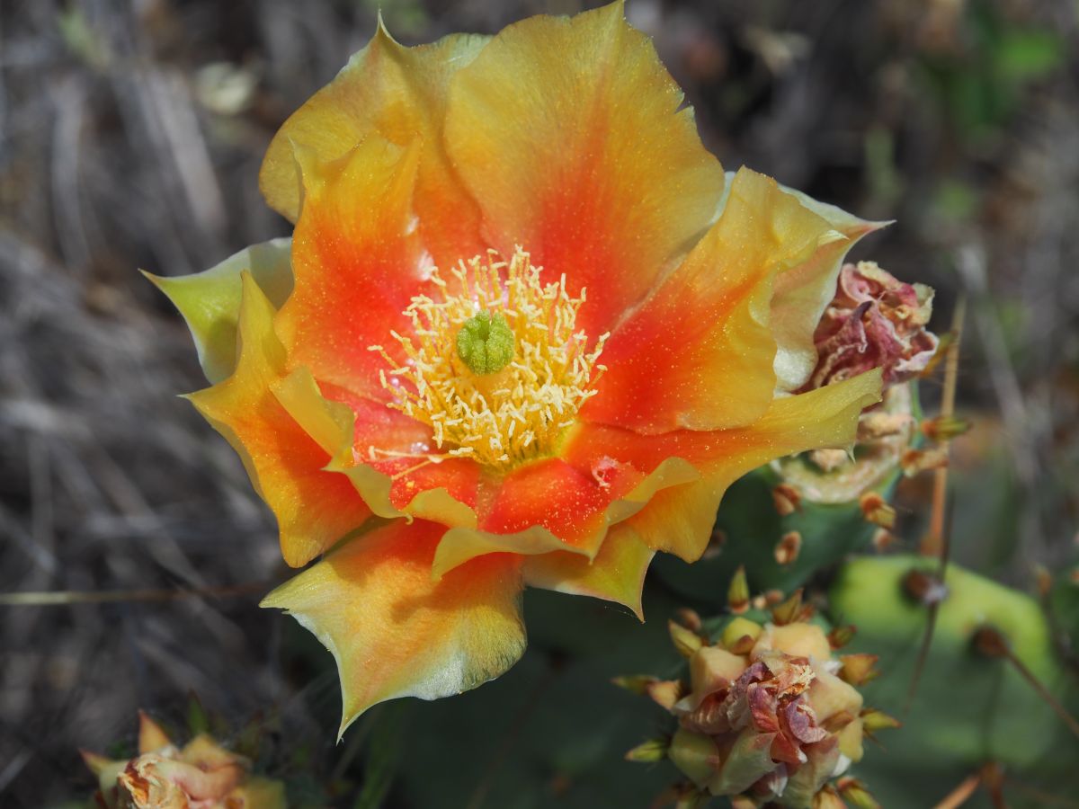 Prickly Pear